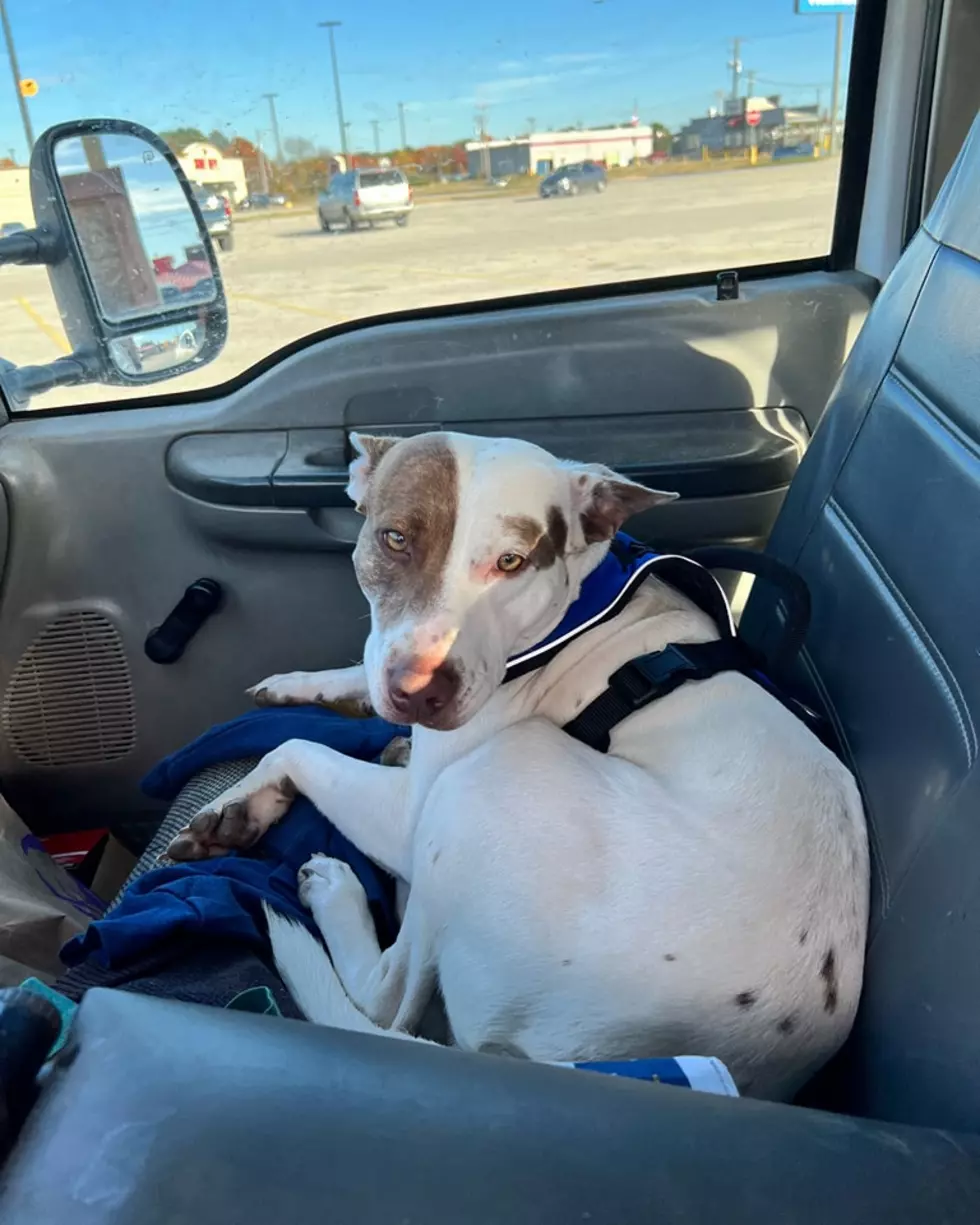 Reckless Driving Dog Hits Two Cars in TX Walmart Parking Lot