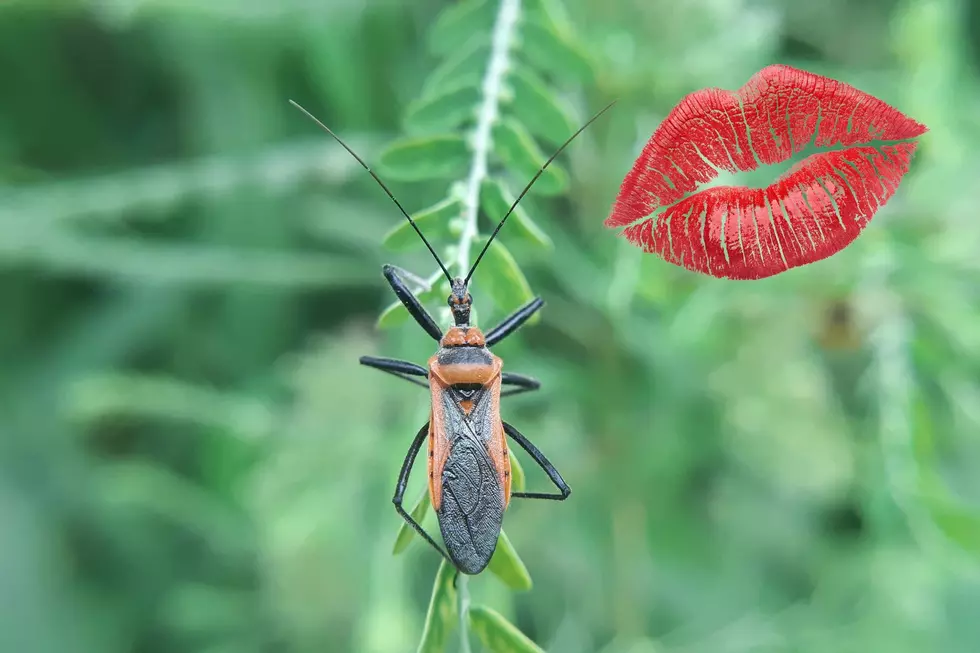 Texas Warns of Deadly Disease Spread by Kissing Bugs