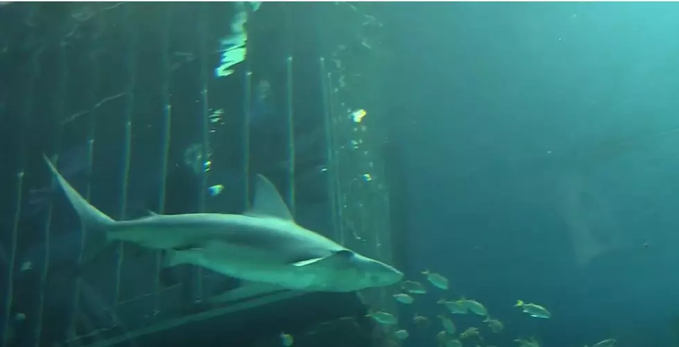 You Can Swim With Sharks Right Here In Texas
