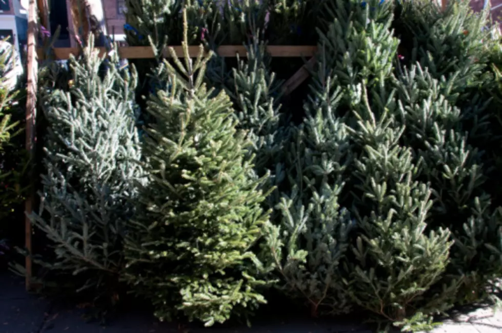 SHOW RECAP- Leo and Rebecca In The Morning For Monday December 7 Including Guy Who Stole 50 Trees!