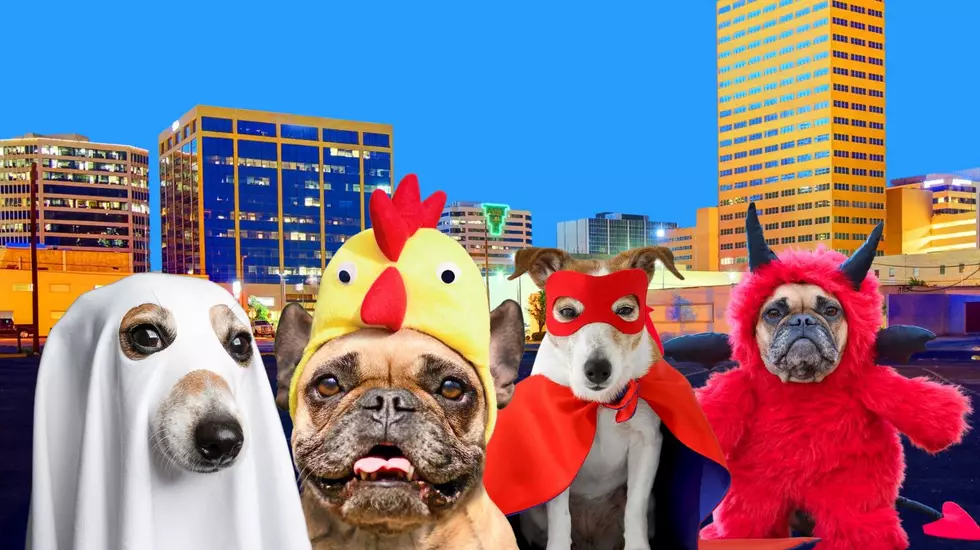 Dogs In Costume Invade Downtown Midland, Texas